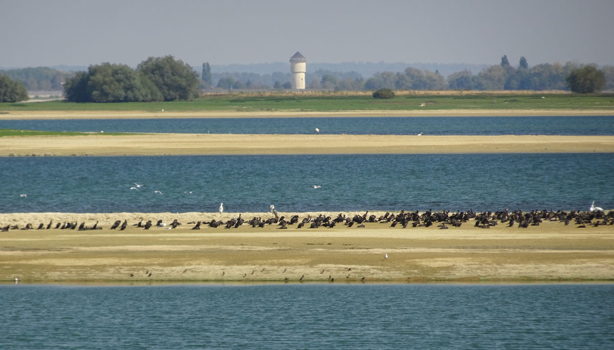 Lac du Der-Chantecoq - Champagne - France